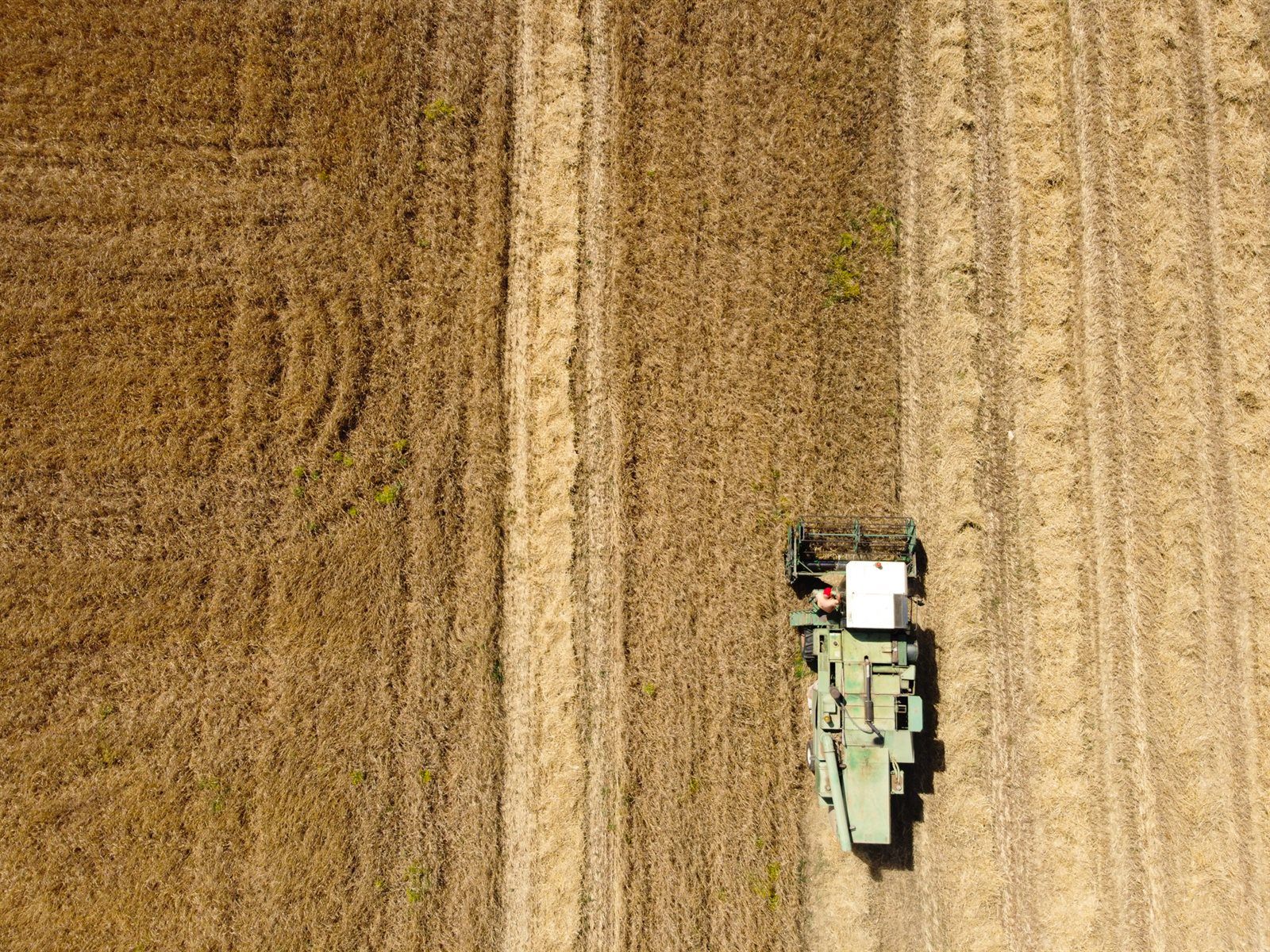 Agricoltura rigenerativa — Azienda Agricola Brunitta, Salento
