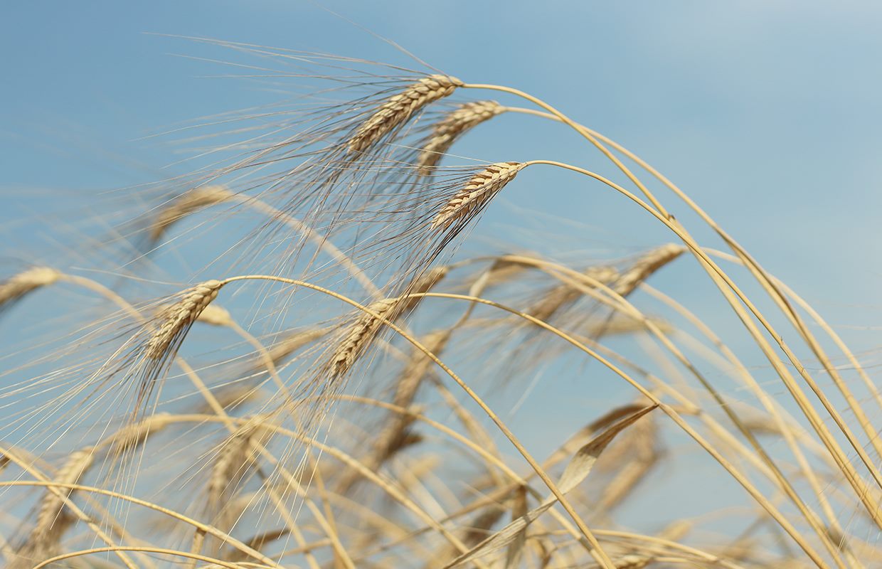 La famiglia Urso e il grano della Terra d'Otranto — Brunitta, Cocumola