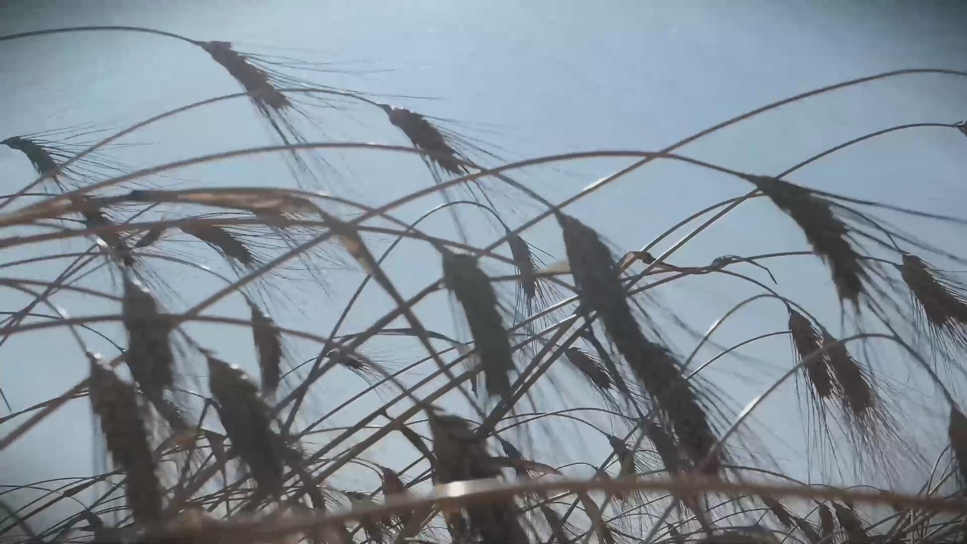 Colture senza tempo — Azienda Agricola Brunitta, Salento