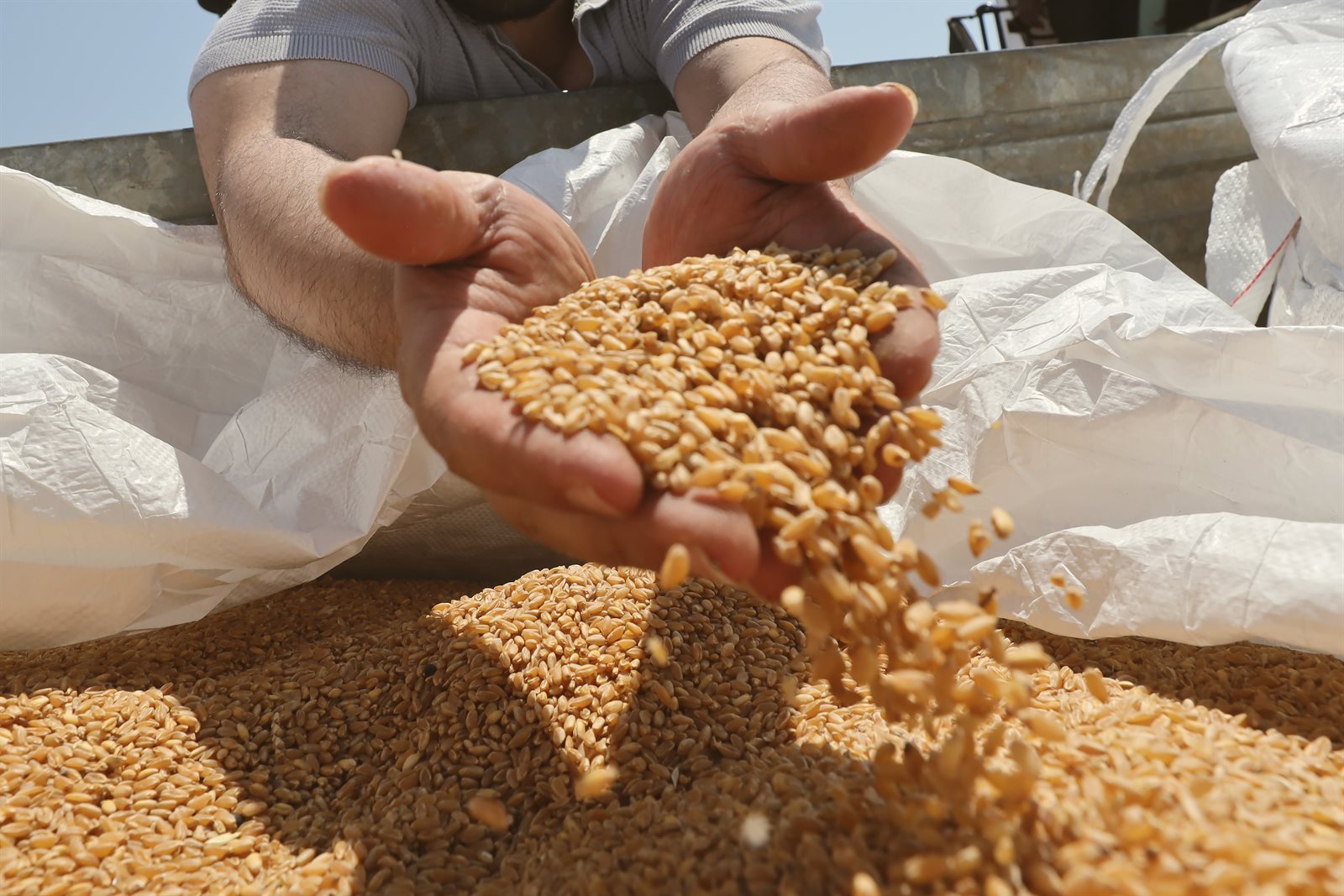 Conservazione naturale — Azienda Agricola Brunitta, Salento
